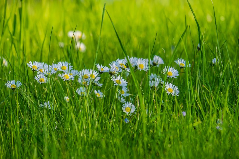 Madeliefjes in het gras