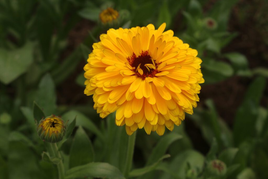Gele goudsbloem (calendula) in bloei