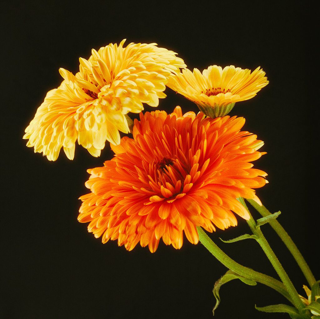 Oranje en gele goudsbloemen