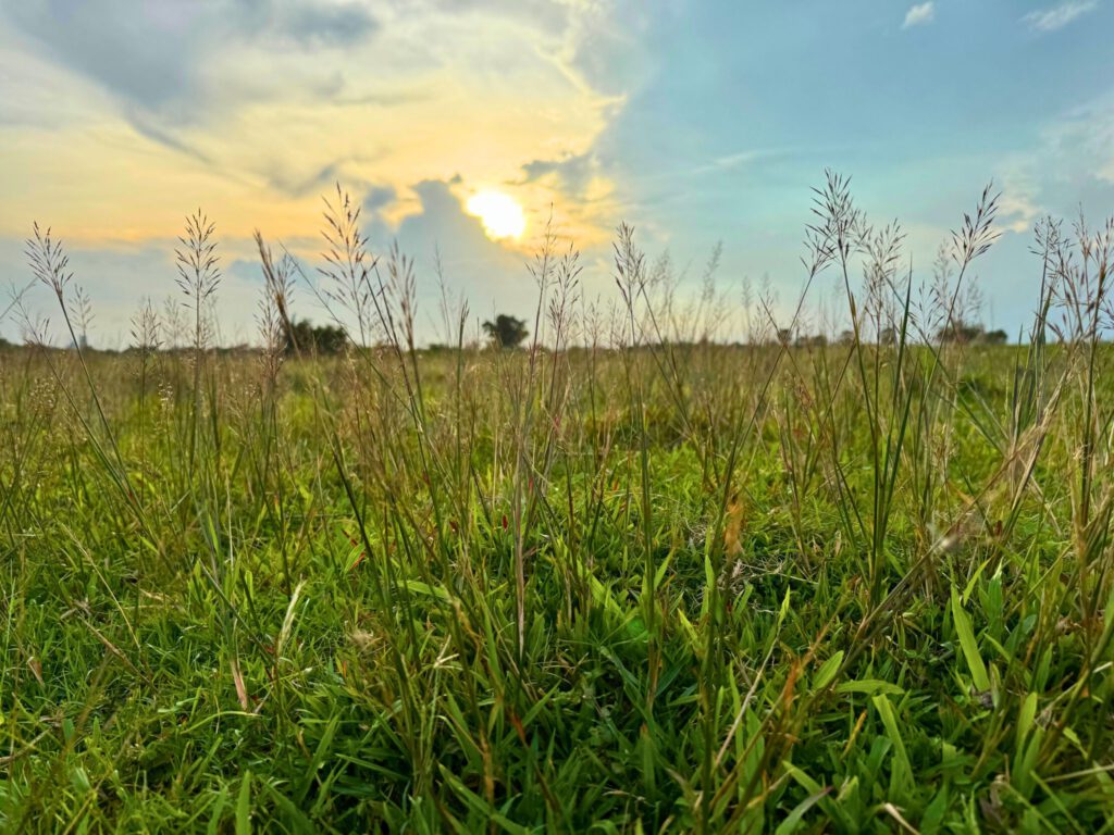 Graspluimen in een weiland bij zonsondergang